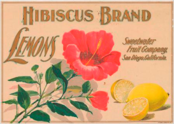 This is a beautiful trademark with a lovely reddish/pink hibiscus featured in the center. The words Hibisuc Brand are across the top of the trademark, while the word Lemons in on the left of the flower and the words sweetwater fruit company, san diego, california are on the right. In the lower right corner are two bright yellow lemons, one cut in half.